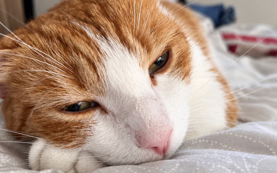 Gros plan sur un chat roux et blanc assoupi sur une couette
