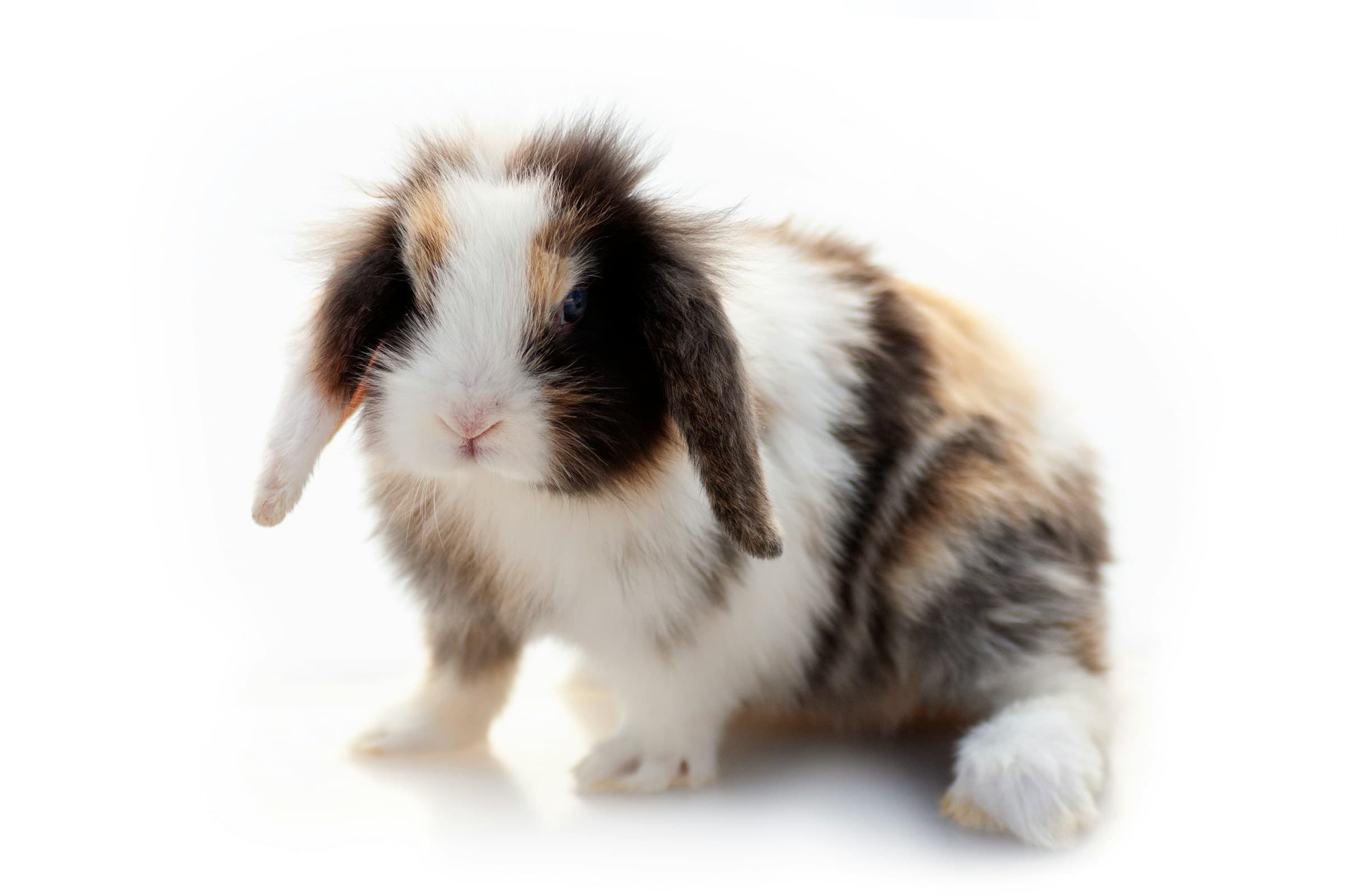 Lapin bélier tricolore sur fond blanc