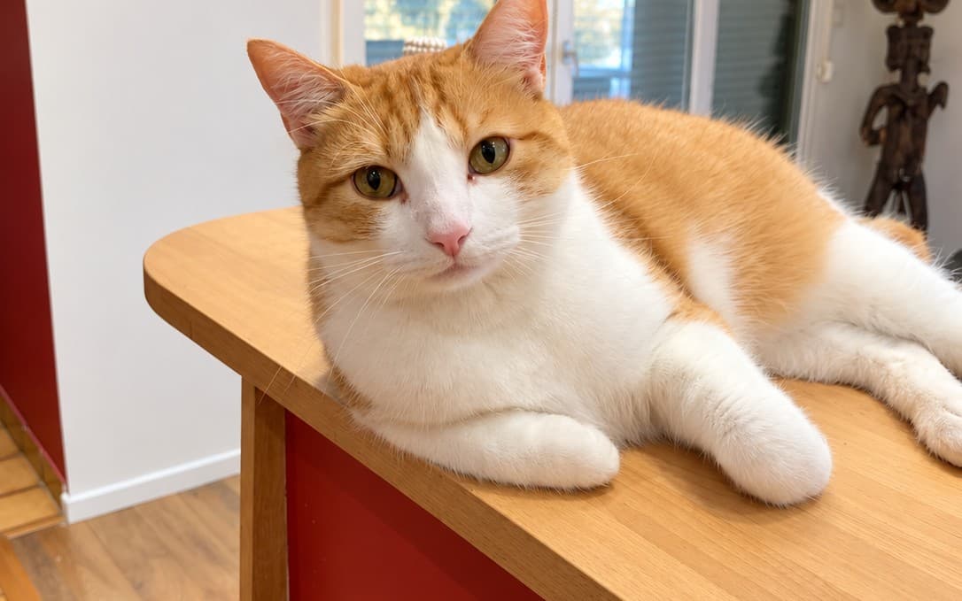 Chat roux et blanc allongé sur un comptoir en bois clair
